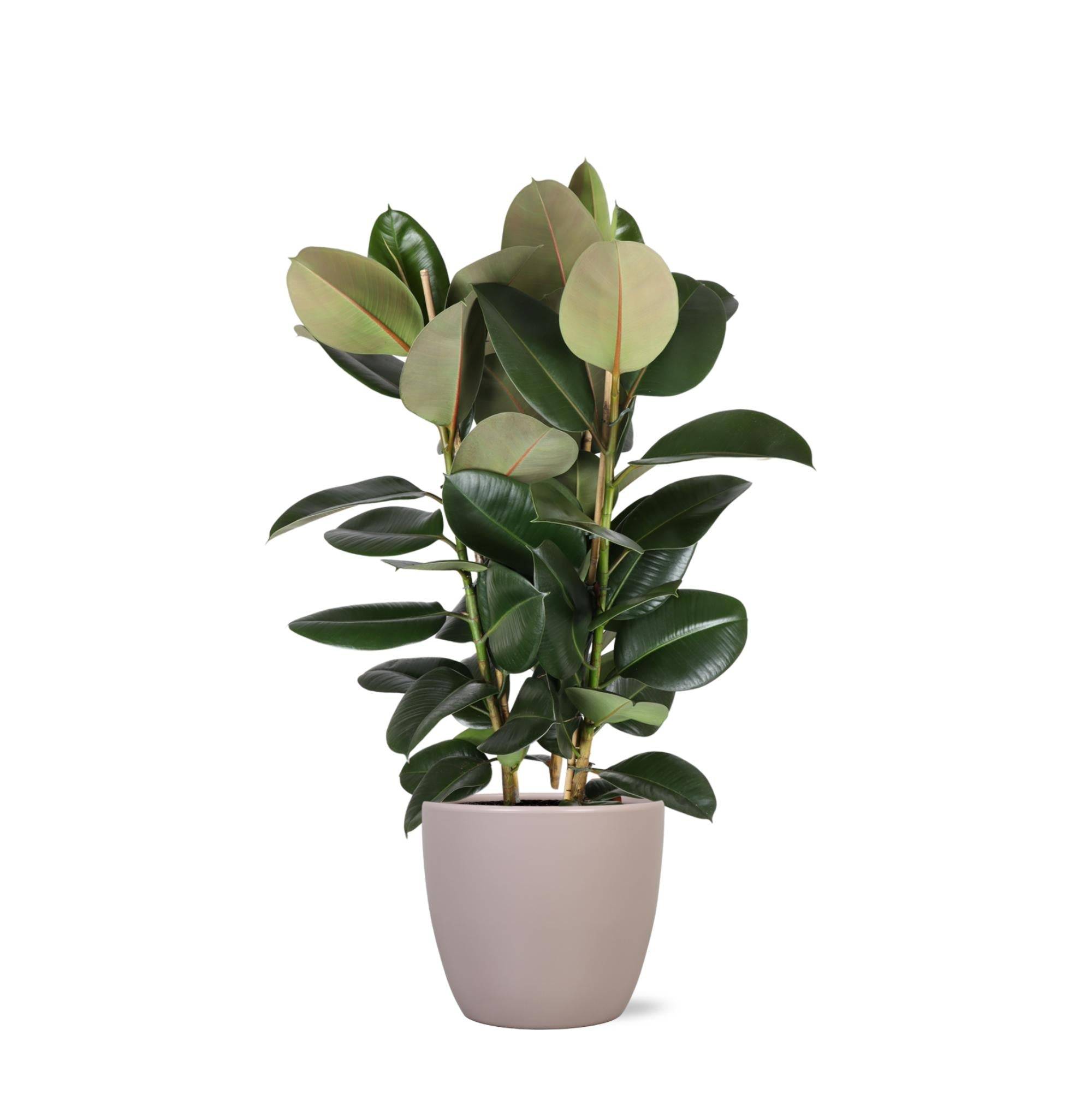 La Green Touch - Ficus Elastica Robusta et son pot- La Green Touch Taupe - Hauteur 115cm