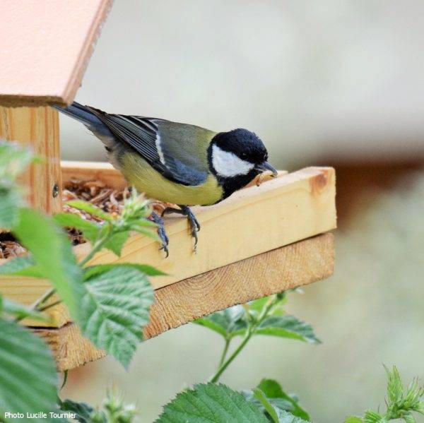 Mélange de vers de farine et de raisins secs pour oiseaux 200g - Invers - Image 4