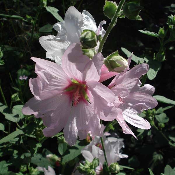 Lavatère Barnsley - Lavatera thuringiaca  Pot de 2L/3L