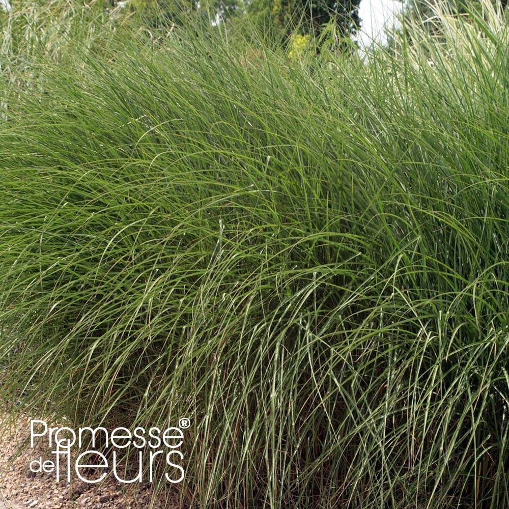 Miscanthus sinensis Gnom - Eulalie, Roseau de Chine Godet de 8/9 cm