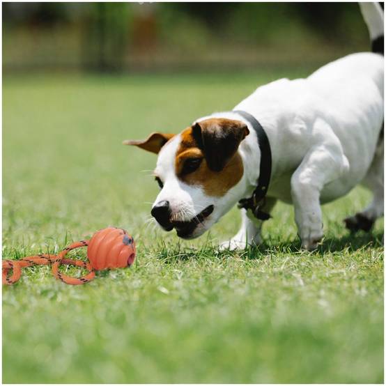 Lytech - Jouets de tir à la corde solides pour chiens boule orange fun - Lytech - Image 4