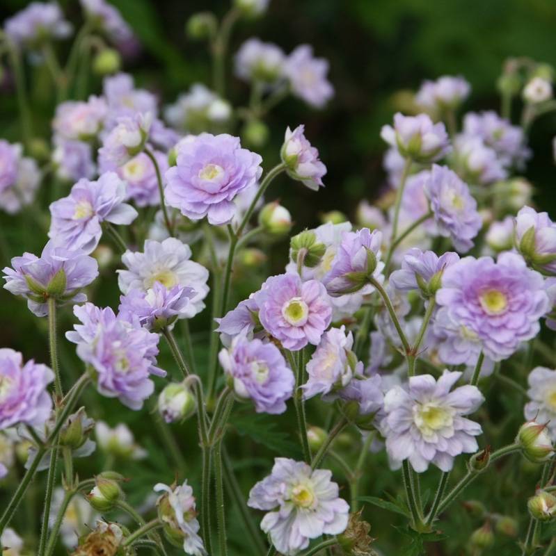 Promesse de Fleurs - Géranium vivace pratense Summer Skies - Géranium des prés Pot de 2L/3L