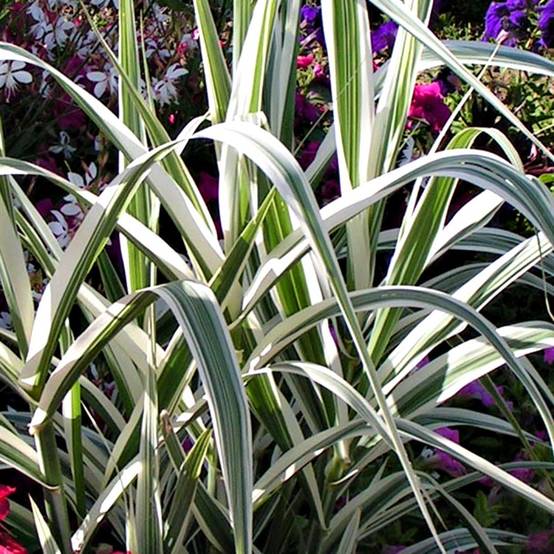 Arundo donax Variegata Versicolor - Canne de Provence Pot de 1L/1,5L