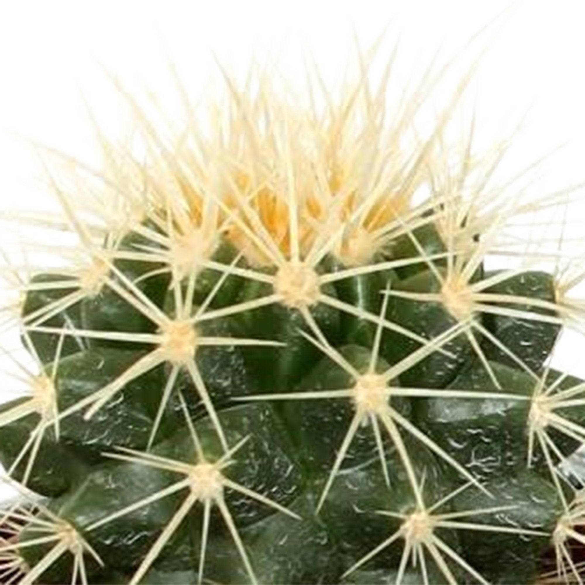 Mix de 5 cactus h13cm- La Green Touch - Image 3