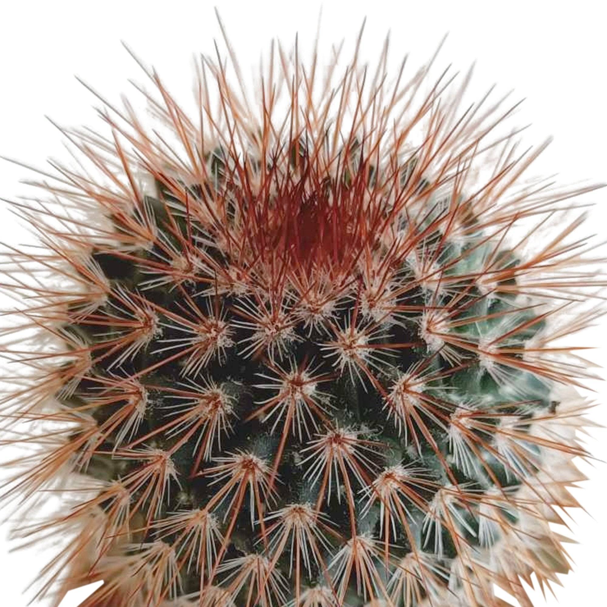 Mix de 5 cactus h13cm- La Green Touch - Image 4