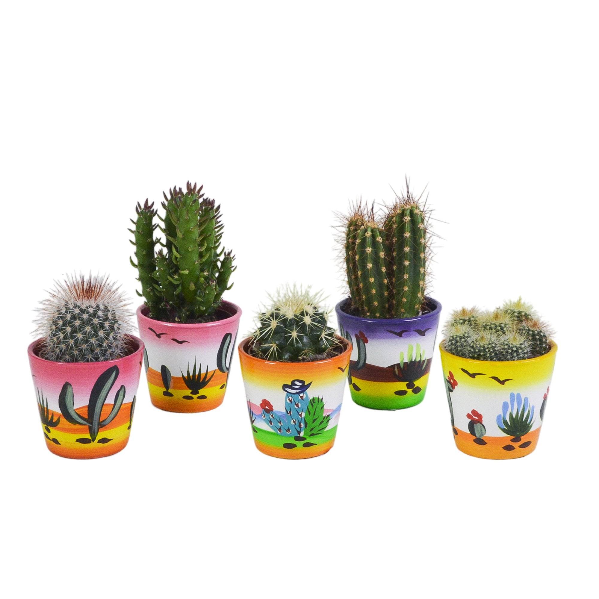 Mix de 5 cactus h13cm- La Green Touch - Image 2