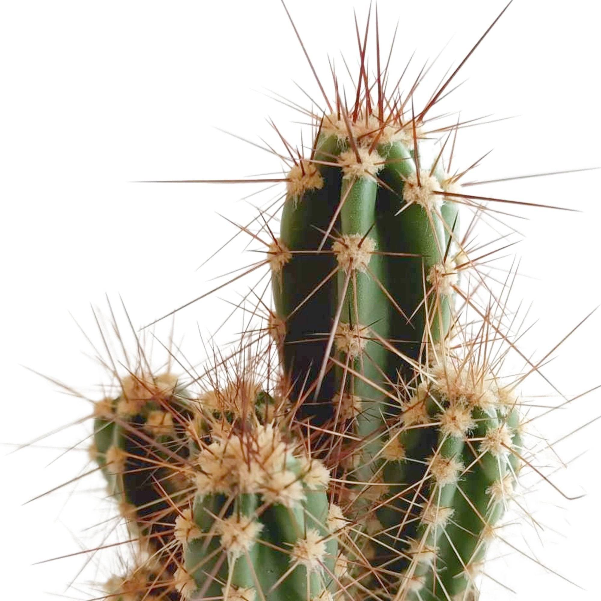 Mix de 5 cactus h13cm- La Green Touch - Image 7