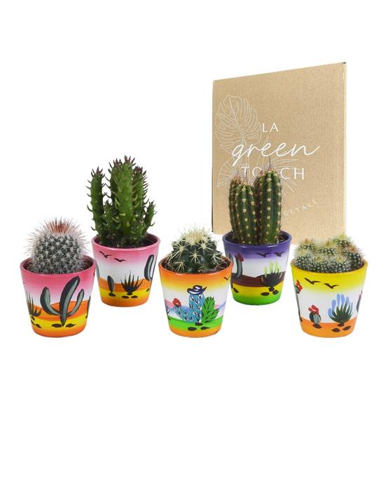 Mix de 5 cactus h13cm- La Green Touch - Image 1