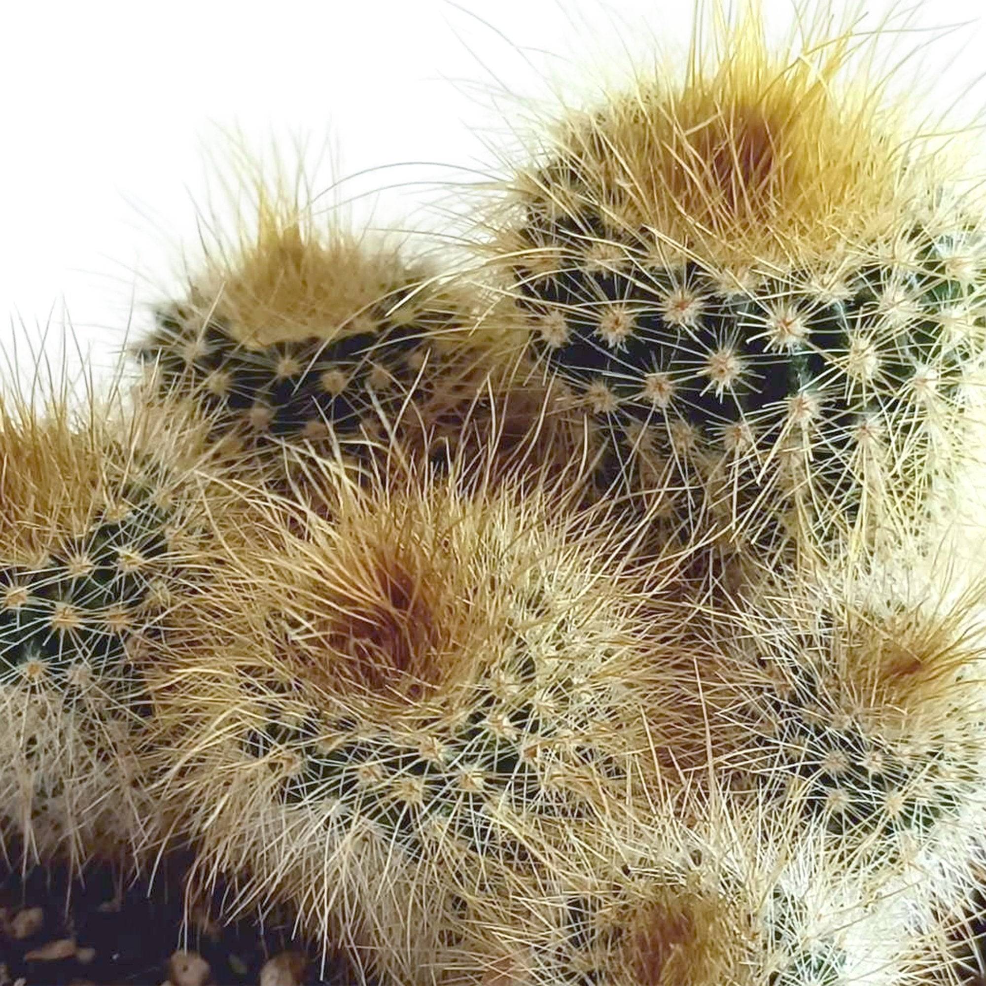Mix de 5 cactus h13cm- La Green Touch - Image 6