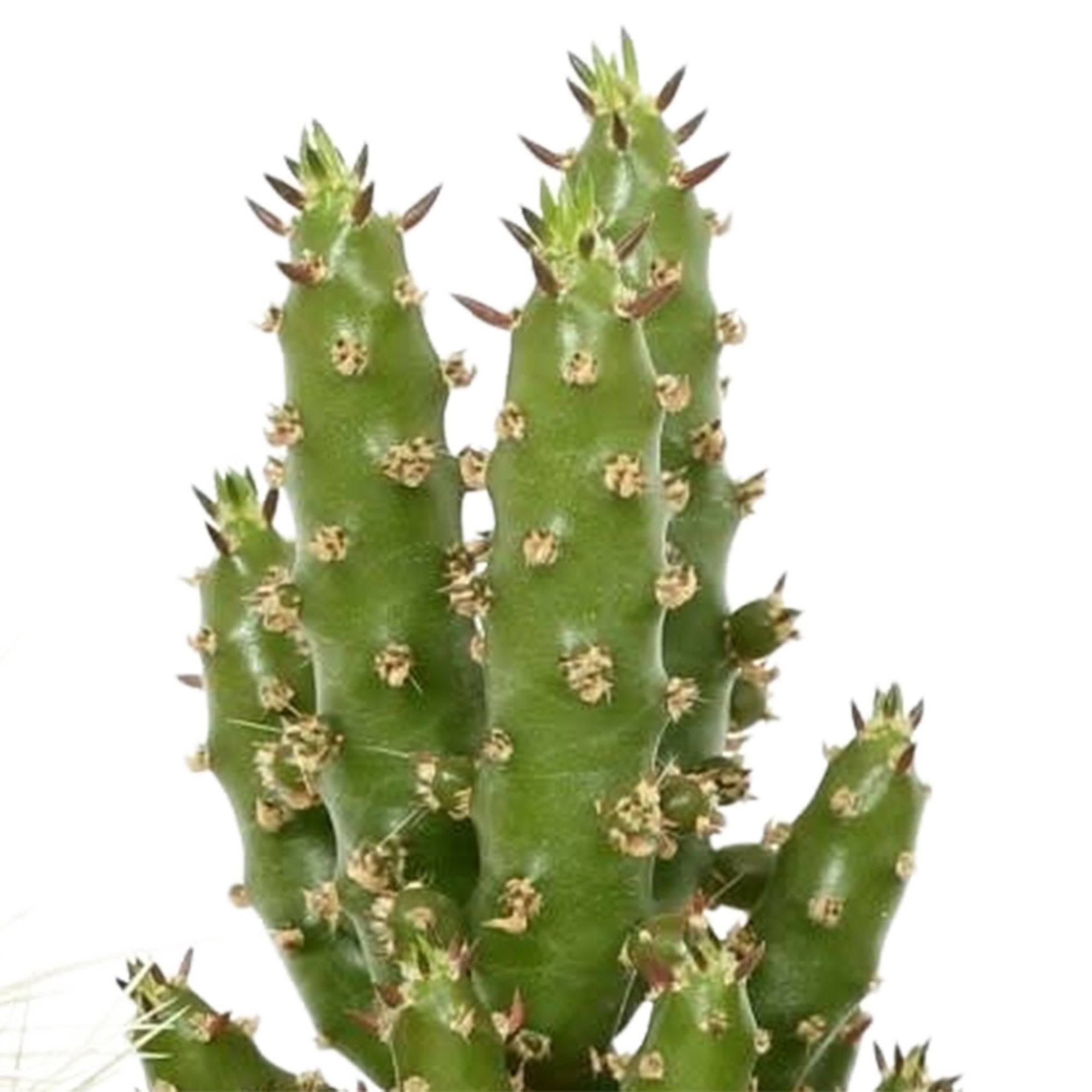 Mix de 5 cactus h13cm- La Green Touch - Image 5