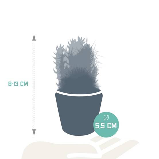 Mix de 5 cactus h13cm- La Green Touch - Image 8