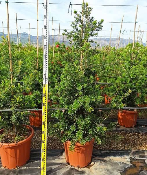 Sans Marque - Callistemon viminalis 'Captain Cook' (Rince bouteille) Taille:pot de 35L - 150/175cm - Image 3