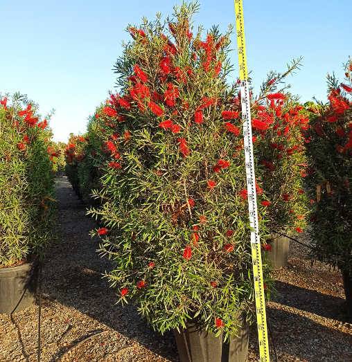 Sans Marque - Callistemon viminalis 'Captain Cook' (Rince bouteille) Taille:pot de 35L - 150/175cm - Image 1