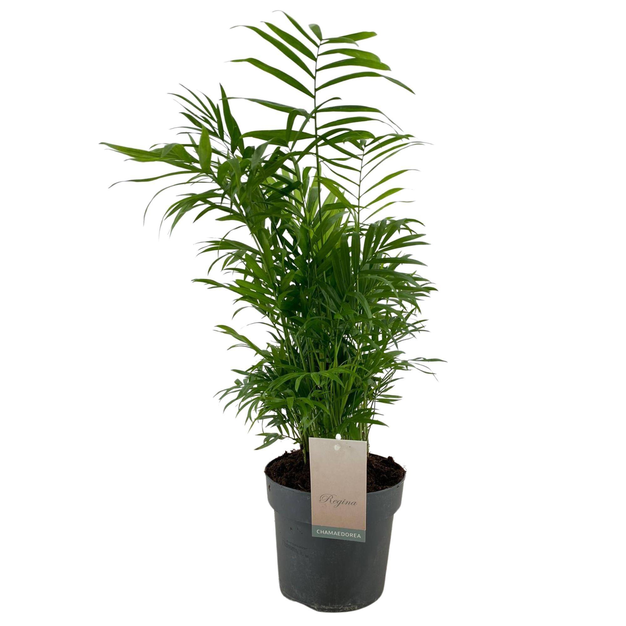 La Green Touch - Chamaedorea Elegans - D17 H50cm