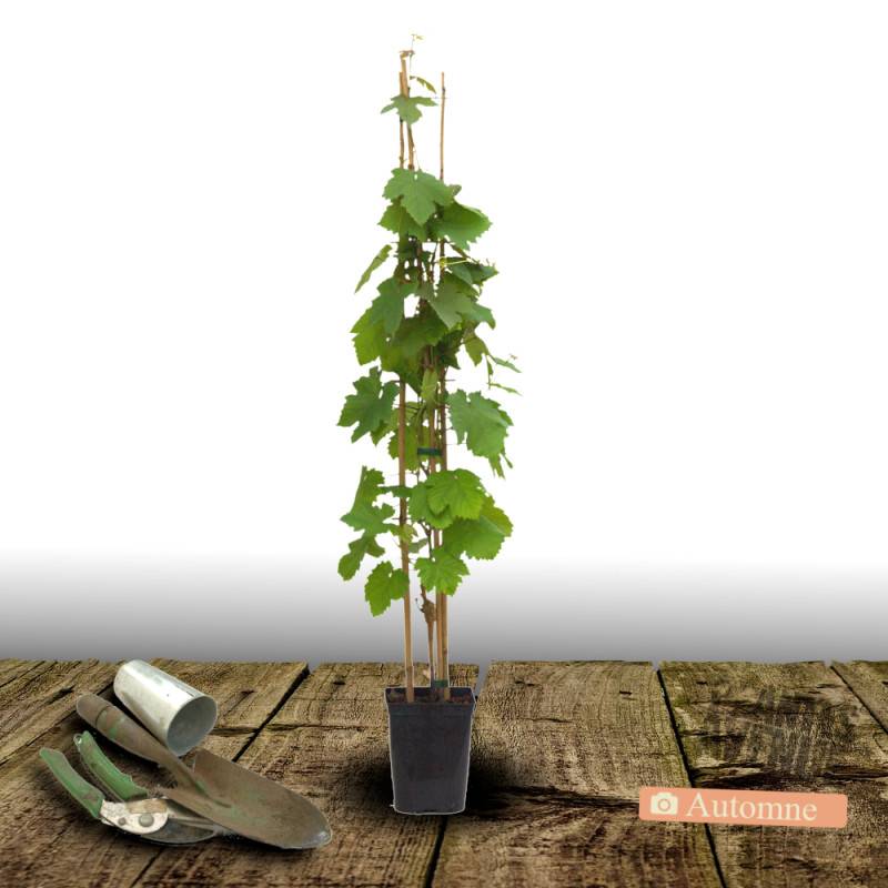 Vigne Lilla, Vigne de table - Pot de 3L - Echelle bambou 60/120 cm - Image 2