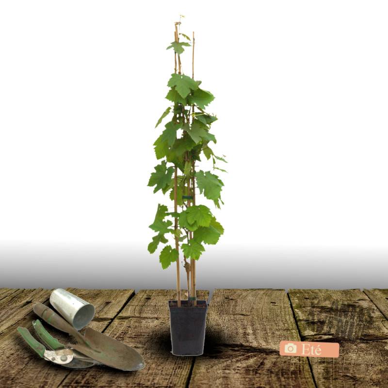 Vigne Lilla, Vigne de table - Pot de 3L - Echelle bambou 60/120 cm - Image 3