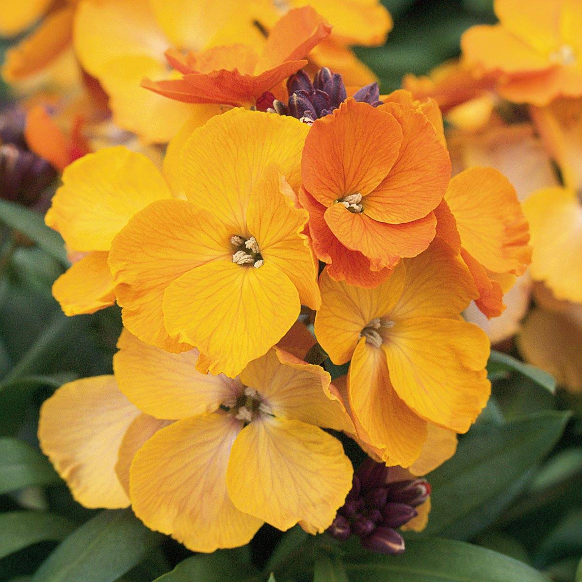 Promesse de Fleurs - Giroflée vivace - Erysimum Rysi Copper Mini-motte Ø 3/4 cm, Plant vert de 3 à 5 cm de haut environ (par 3)