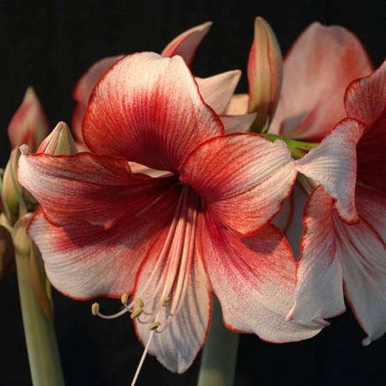 Promesse de Fleurs - Amaryllis Charisma Bulbe calibre 28/30