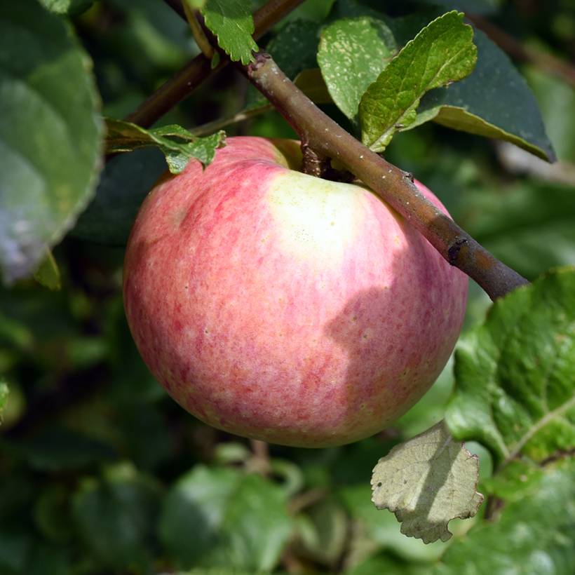 Pommier Truskawkowe Nietschnera Pot de 4L/5L, Scion