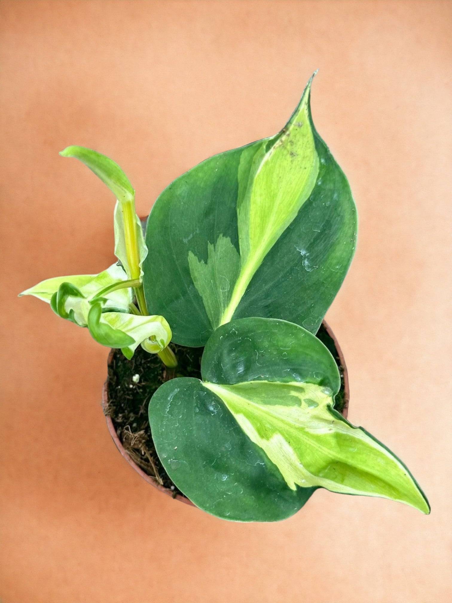 Philodendron Cream Splash- La Green Touch