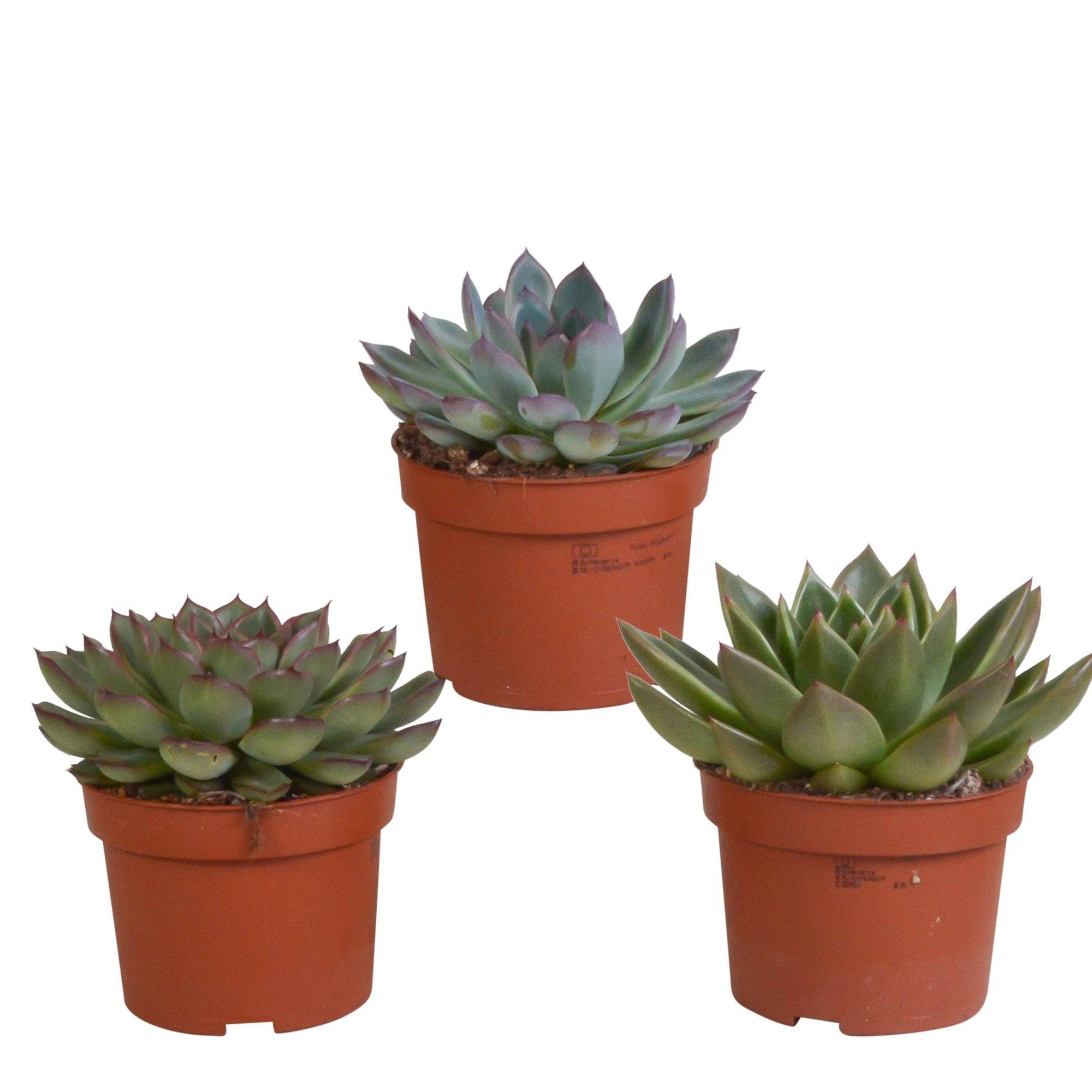 Coffret Echeveria - Lot de 3 plantes, h21cm- La Green Touch - Image 2