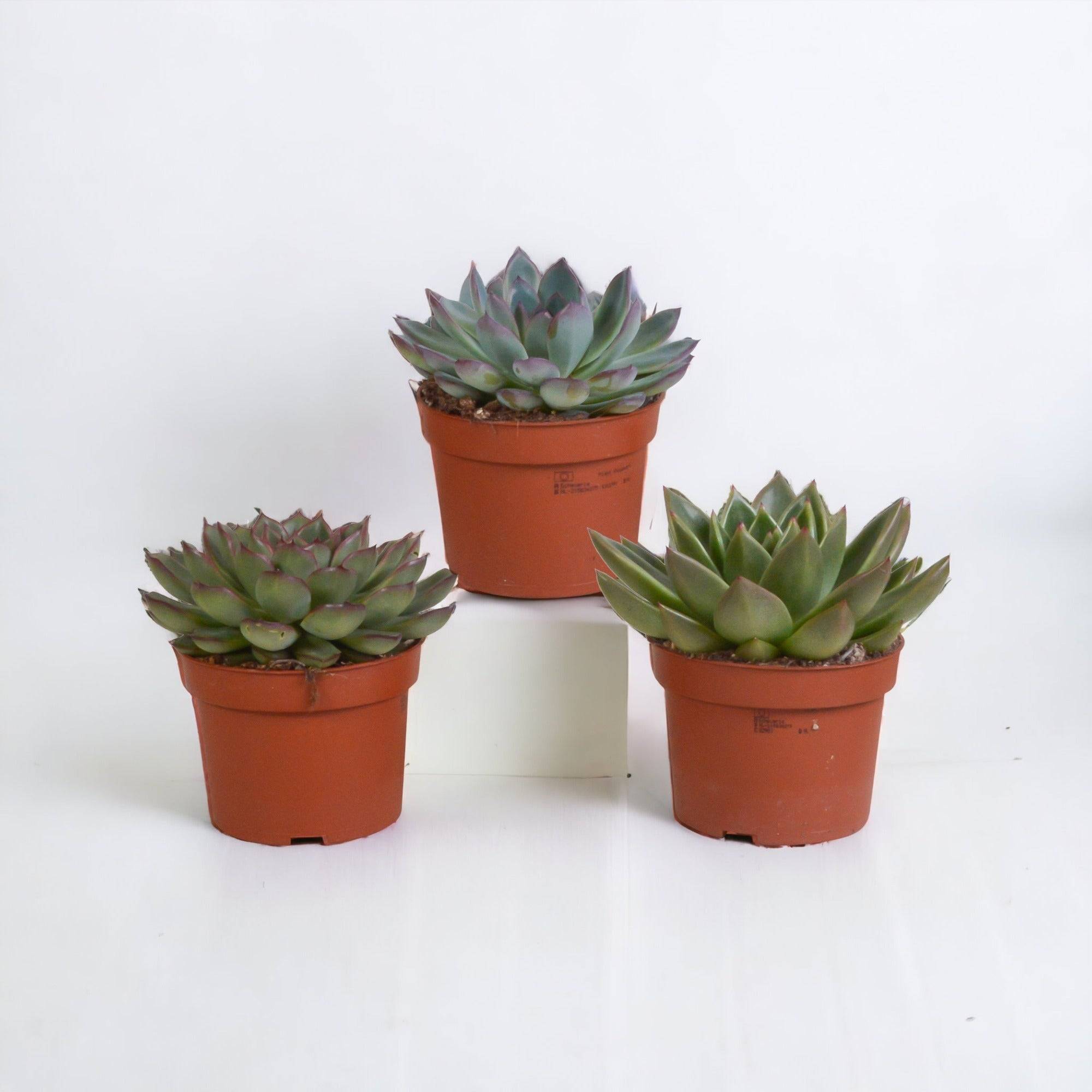 La Green Touch - Coffret Echeveria - Lot de 3 plantes, h21cm- La Green Touch