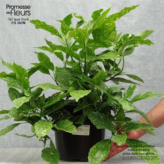 Aucuba japonica Variegata Pot de 7,5L/10L - Image 2