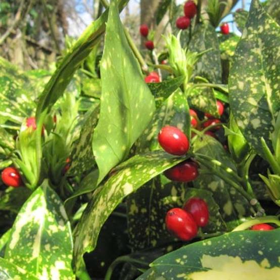 Aucuba japonica Variegata Pot de 7,5L/10L - Image 1