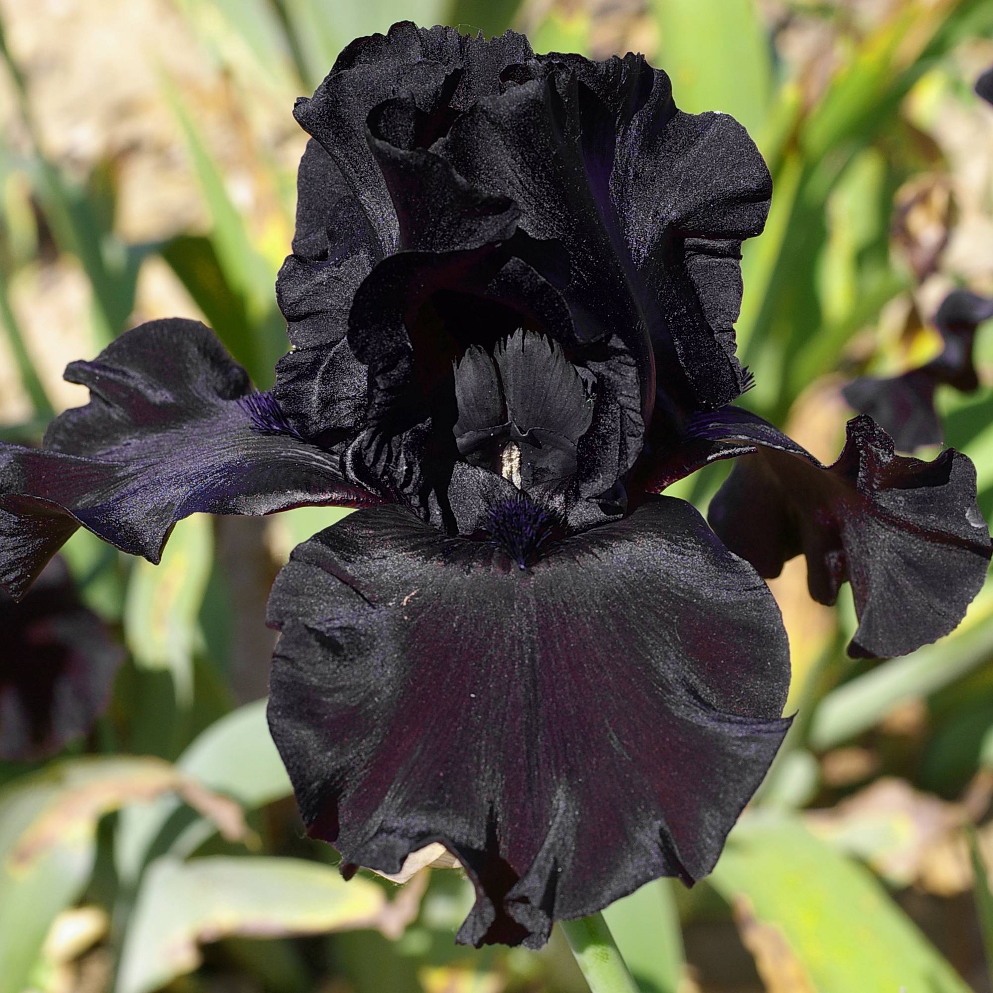 Iris germanica Ghost Train - Iris des Jardins Godet de 8/9 cm - Gamm vert