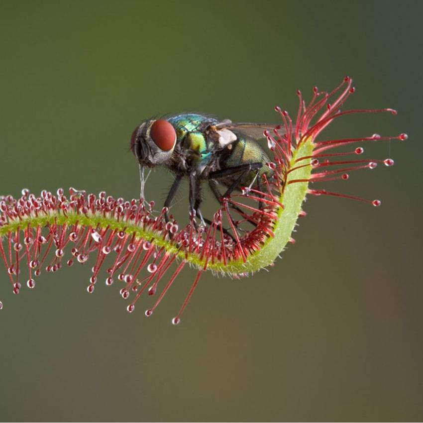 0 - Plantes Carnivores - 5 pièces - Rustiques - Image 3