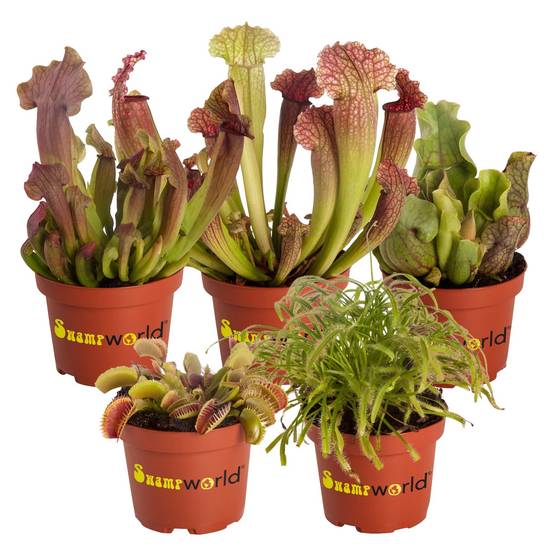 0 - Plantes Carnivores - 5 pièces - Rustiques - Image 1