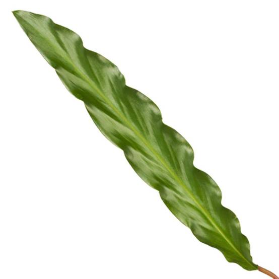 Calathea Elgergrass - D12 H40cm - Image 2