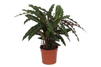 Calathea Elgergrass - D12 H40cm