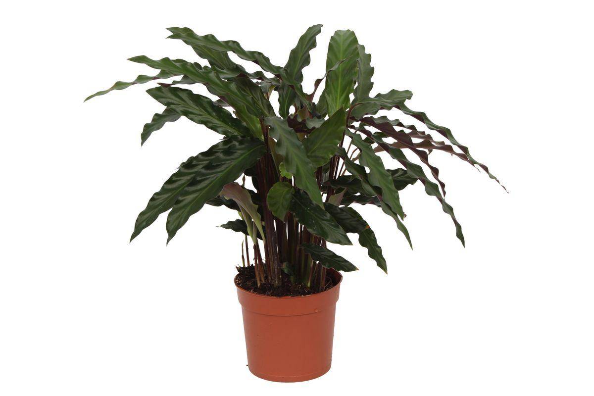 Calathea Elgergrass - D12 H40cm - Image 1
