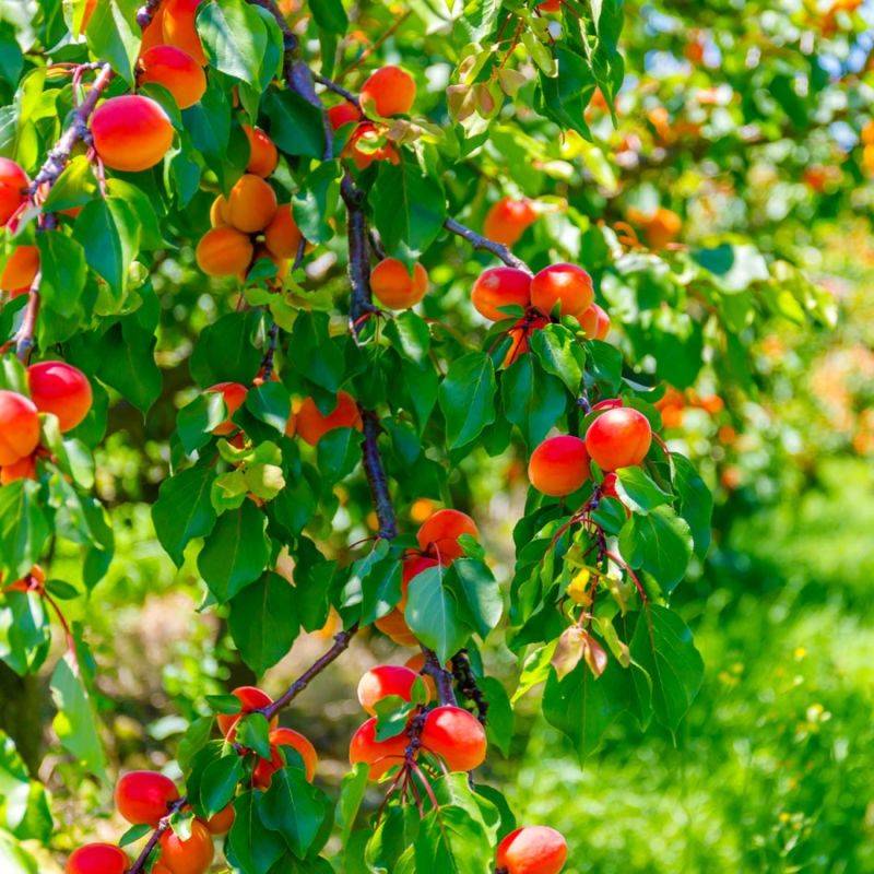 Abricotier 'Rouge du Roussillon' (Prunus armeniaca 'Rouge du Roussillon') - Scion de 150cm - Pépinières Naudet - Image 1