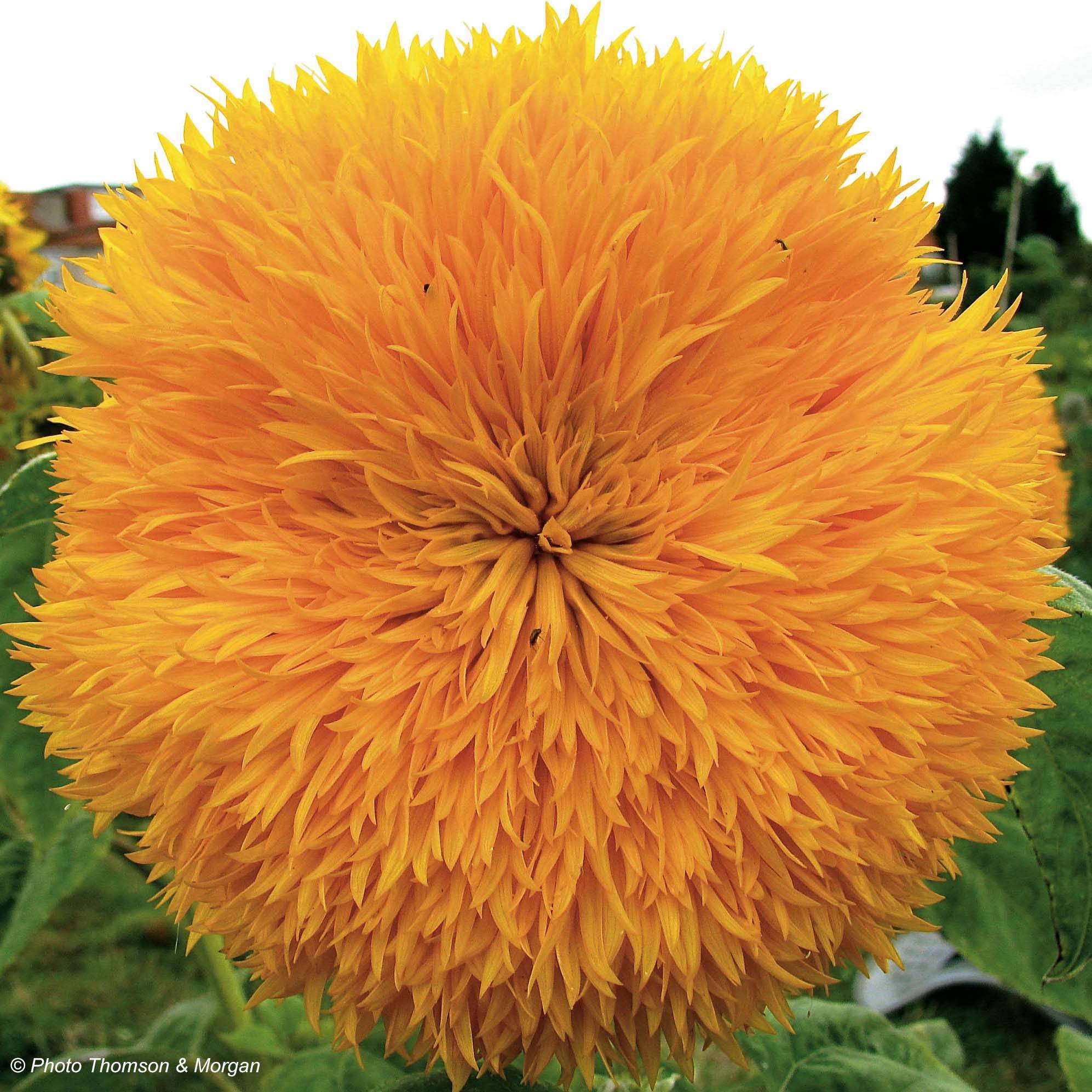 Graines de Tournesol nain Teddy Bear - Helianthus annuus le sachet de 80 graines environ (2g)