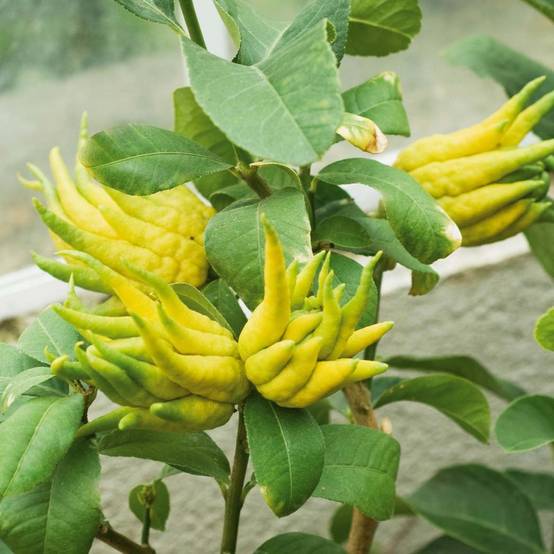 Main de Bouddha - Citrus medica var. sarcodactylis Pot de 4L/5L, 1/4 de tige