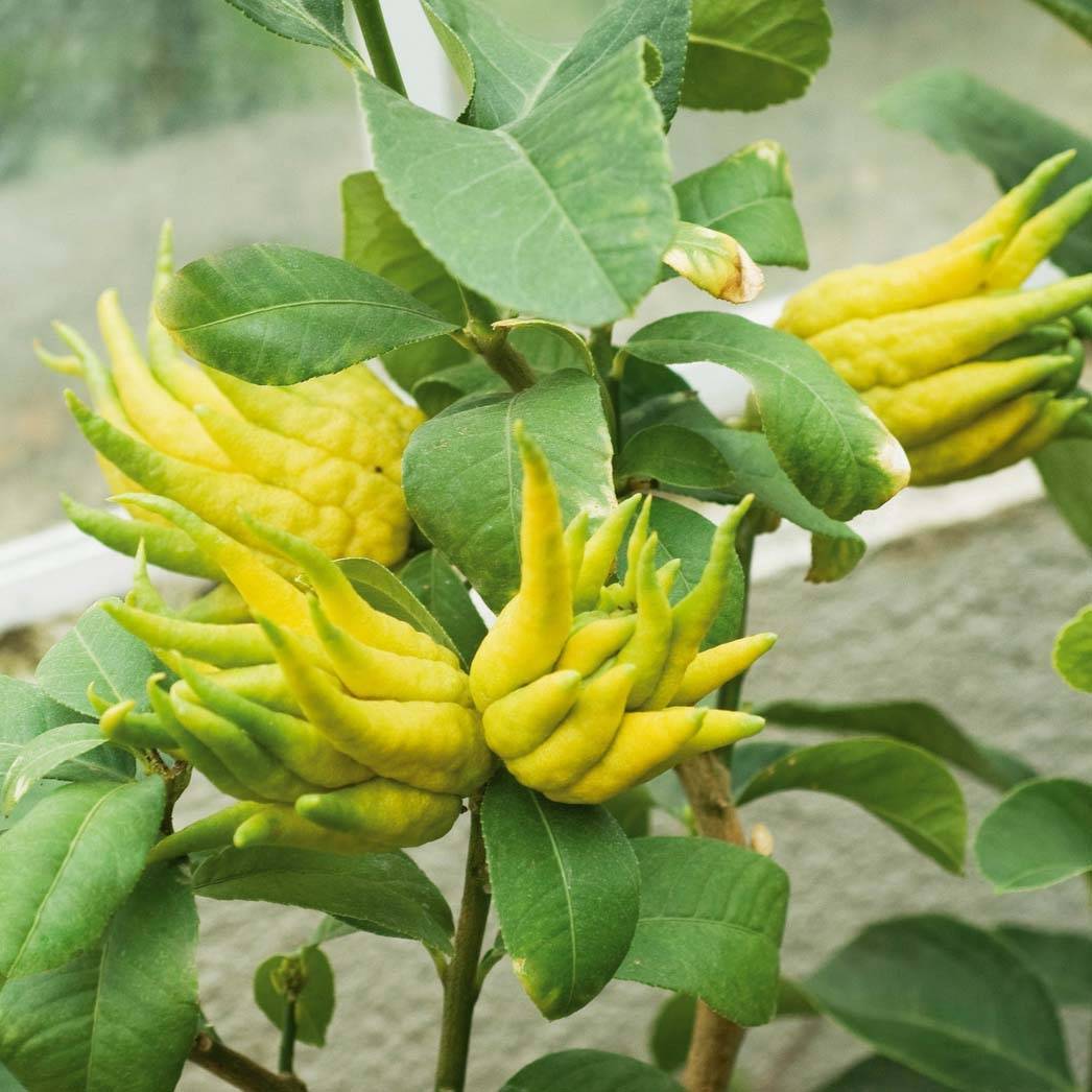 Main de Bouddha - Citrus medica var. sarcodactylis Pot de 4L/5L, 1/4 de tige