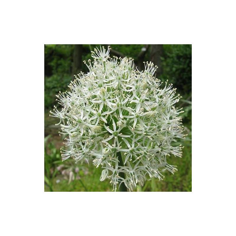 Ail d'ornement Mount Everest à fleurs Blanche/ - feuillage Semi-Persistant - Godet - 5/20 cm