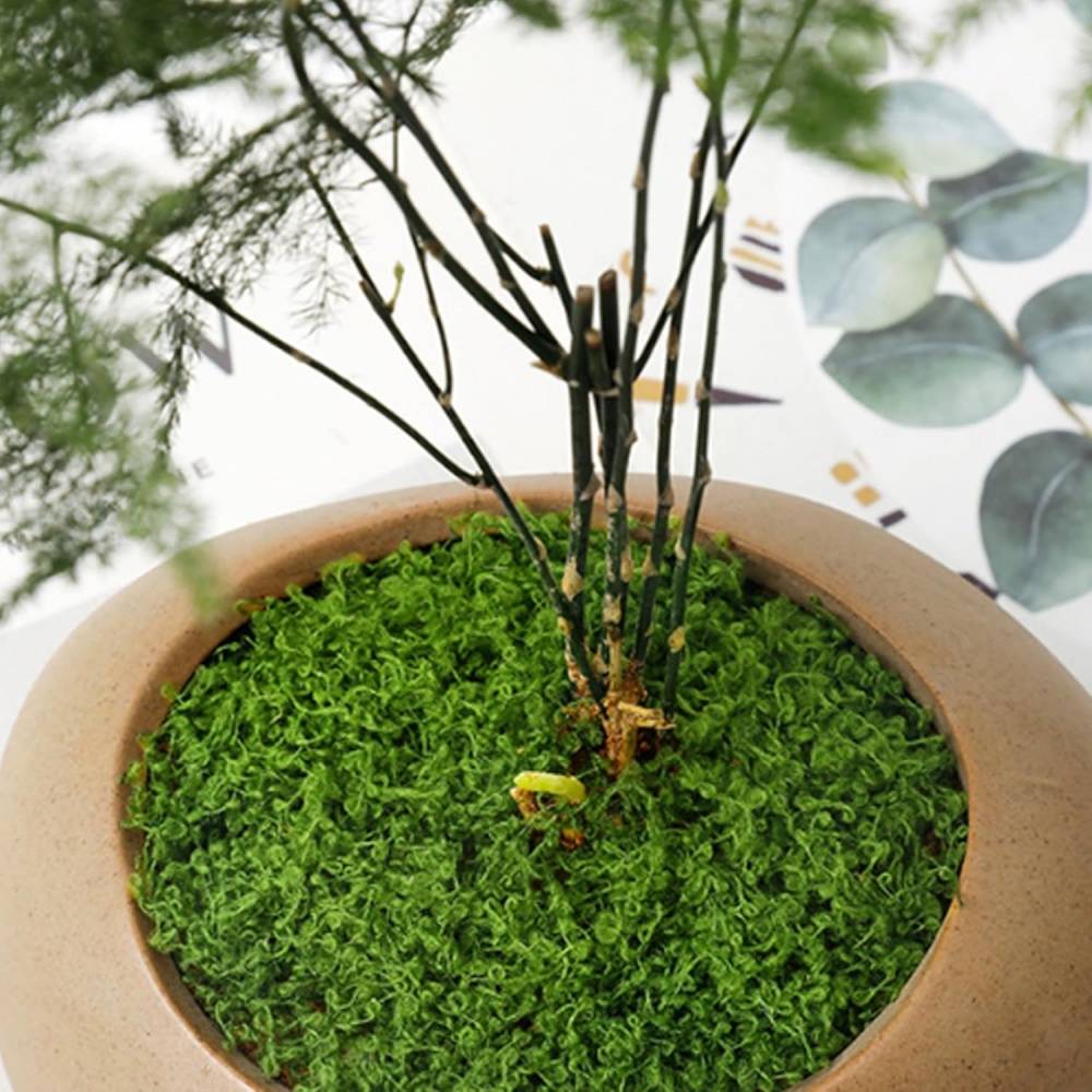 Mousse Artificielle 20g x 2 pour Décoration Jardin - Aspect Naturel et Sans Entretien - Lytech - Image 3