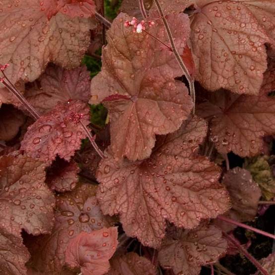 Promesse de Fleurs - Heuchère - Heuchera Beaujolais Godet de 8/9 cm