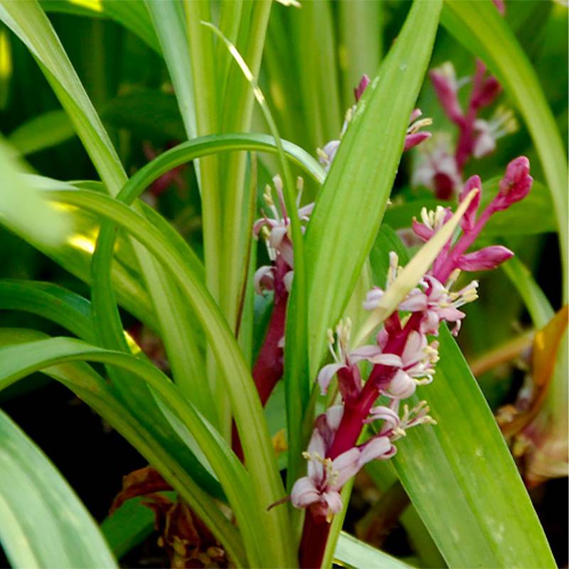 Reineckea carnea - Muguet de Chine, Muguet japonais Godet de 8/9 cm