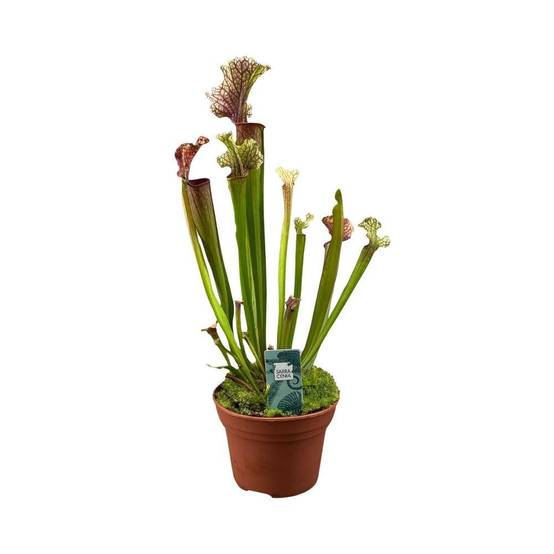 Sarracenia Juthatip Soper 30cm - Plante d'intérieur- La Green Touch - Image 3
