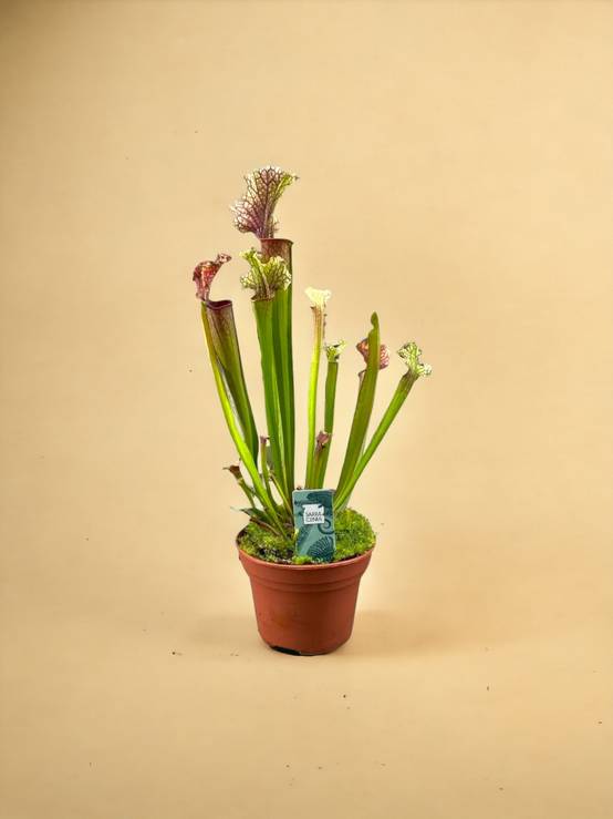 Sarracenia Juthatip Soper 30cm - Plante d'intérieur- La Green Touch - Image 2