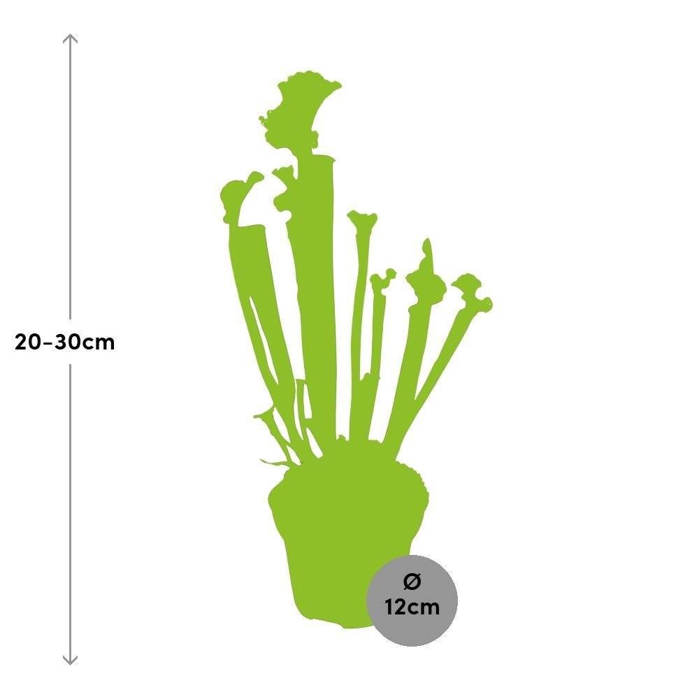 Sarracenia Juthatip Soper 30cm - Plante d'intérieur- La Green Touch - Image 4