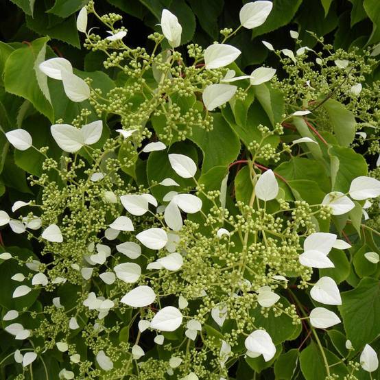 Hortensia grimpant hydrangeoïdes à fleurs Blanche - feuillage Caduc - Pot de 3L - Echelle bambou 60/120 cm- hauteur à maturité De 3,00 m à 5,00 m - Image 7