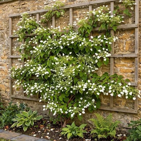 Hortensia grimpant hydrangeoïdes à fleurs Blanche - feuillage Caduc - Pot de 3L - Echelle bambou 60/120 cm- hauteur à maturité De 3,00 m à 5,00 m - Image 2