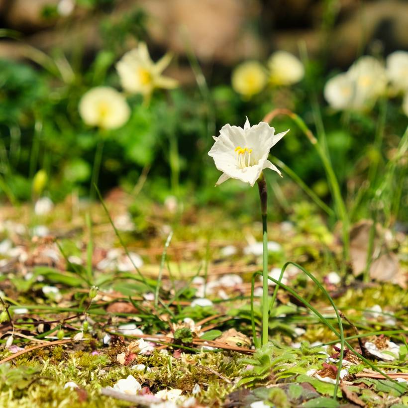 Promesse de Fleurs - Narcisse bulbocodium White Petticoat Bulbe calibre 6+ (par 10) - Image 2