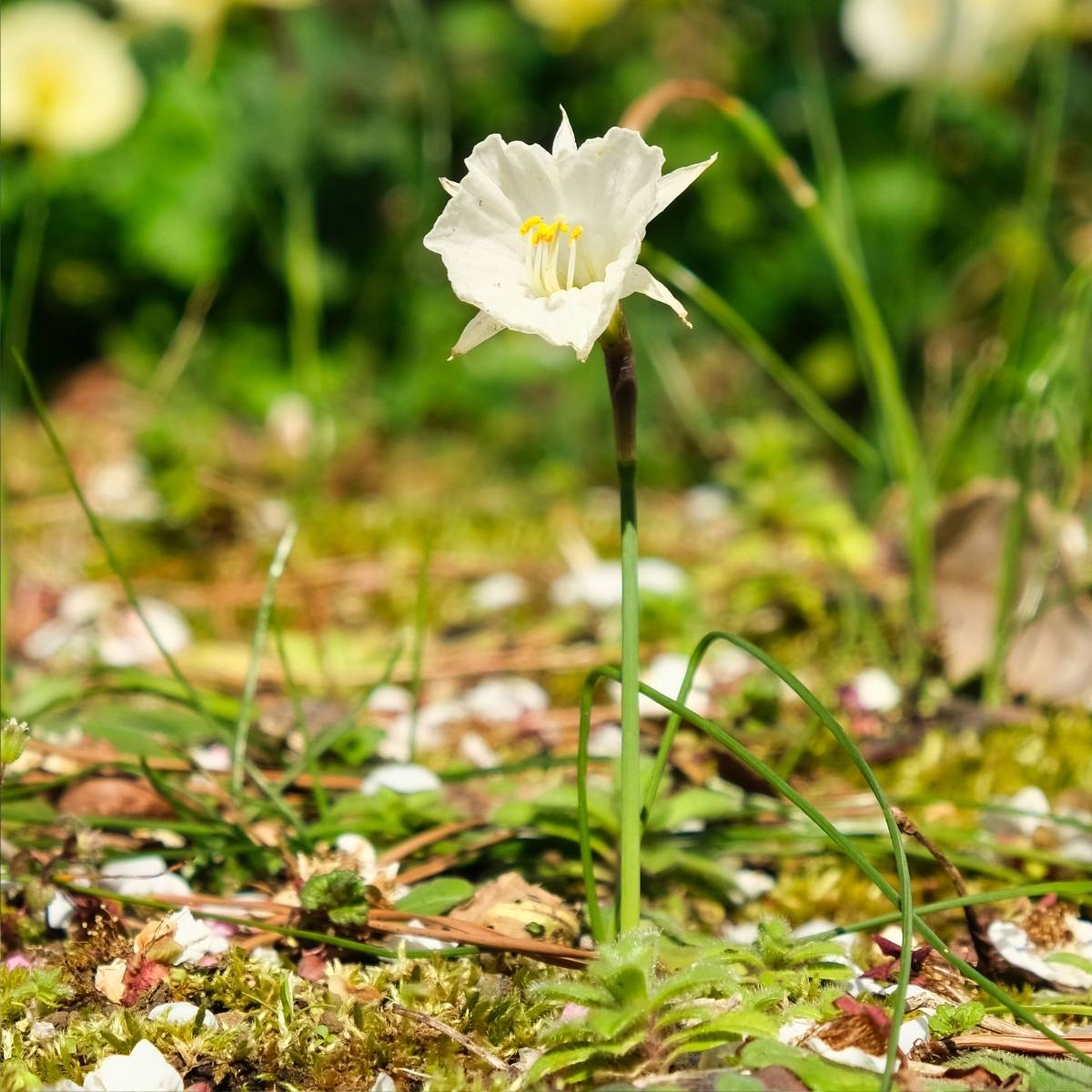 Promesse de Fleurs - Narcisse bulbocodium White Petticoat Bulbe calibre 6+ (par 10) - Image 1