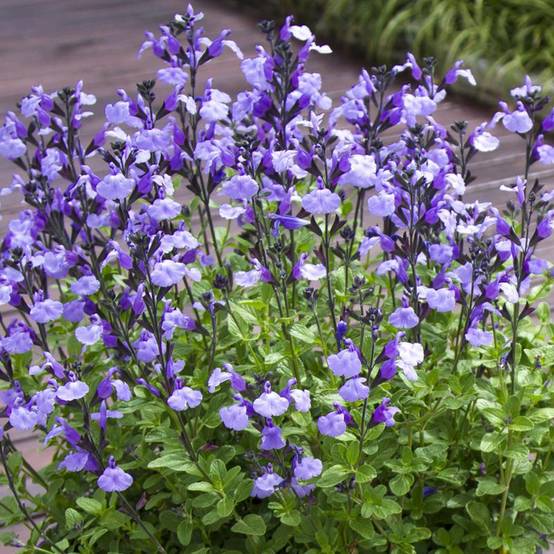 Sauge arbustive So Cool Pale Blue - Salvia microphylla Pot de 3L/4L